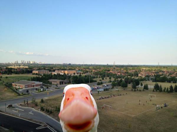 鳥の画像を貼っていくトピ