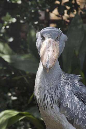 鳥の画像を貼っていくトピ