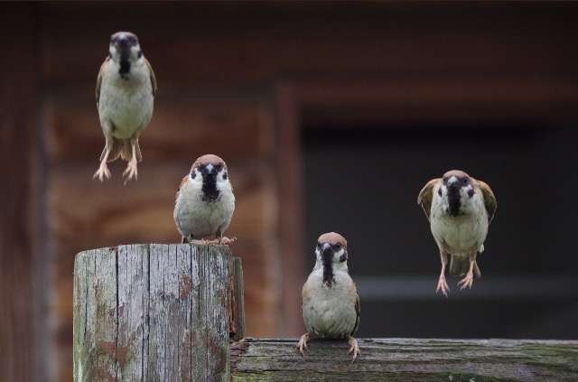鳥の画像を貼っていくトピ