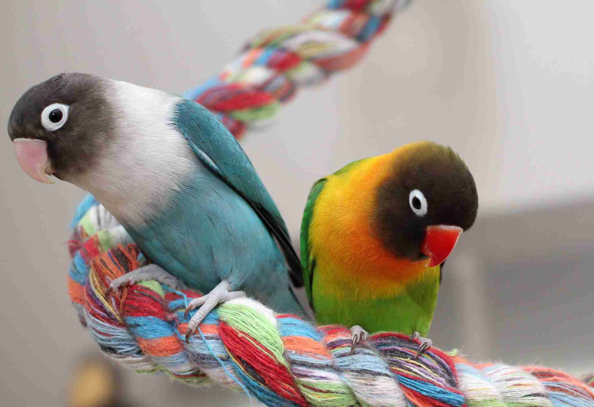 鳥の画像を貼っていくトピ