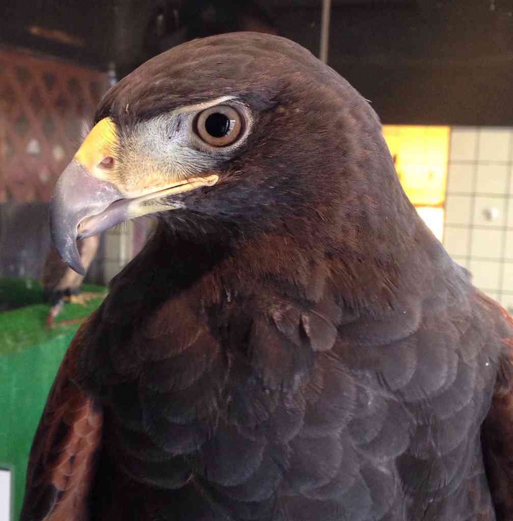 鳥の画像を貼っていくトピ