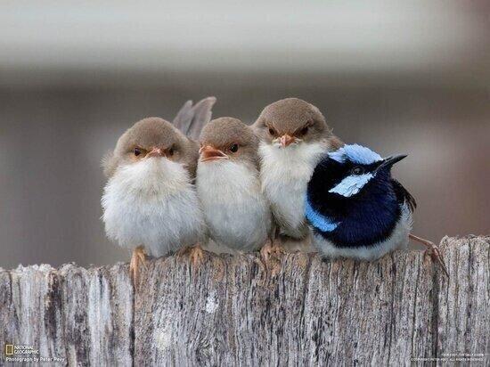 鳥の画像を貼っていくトピ