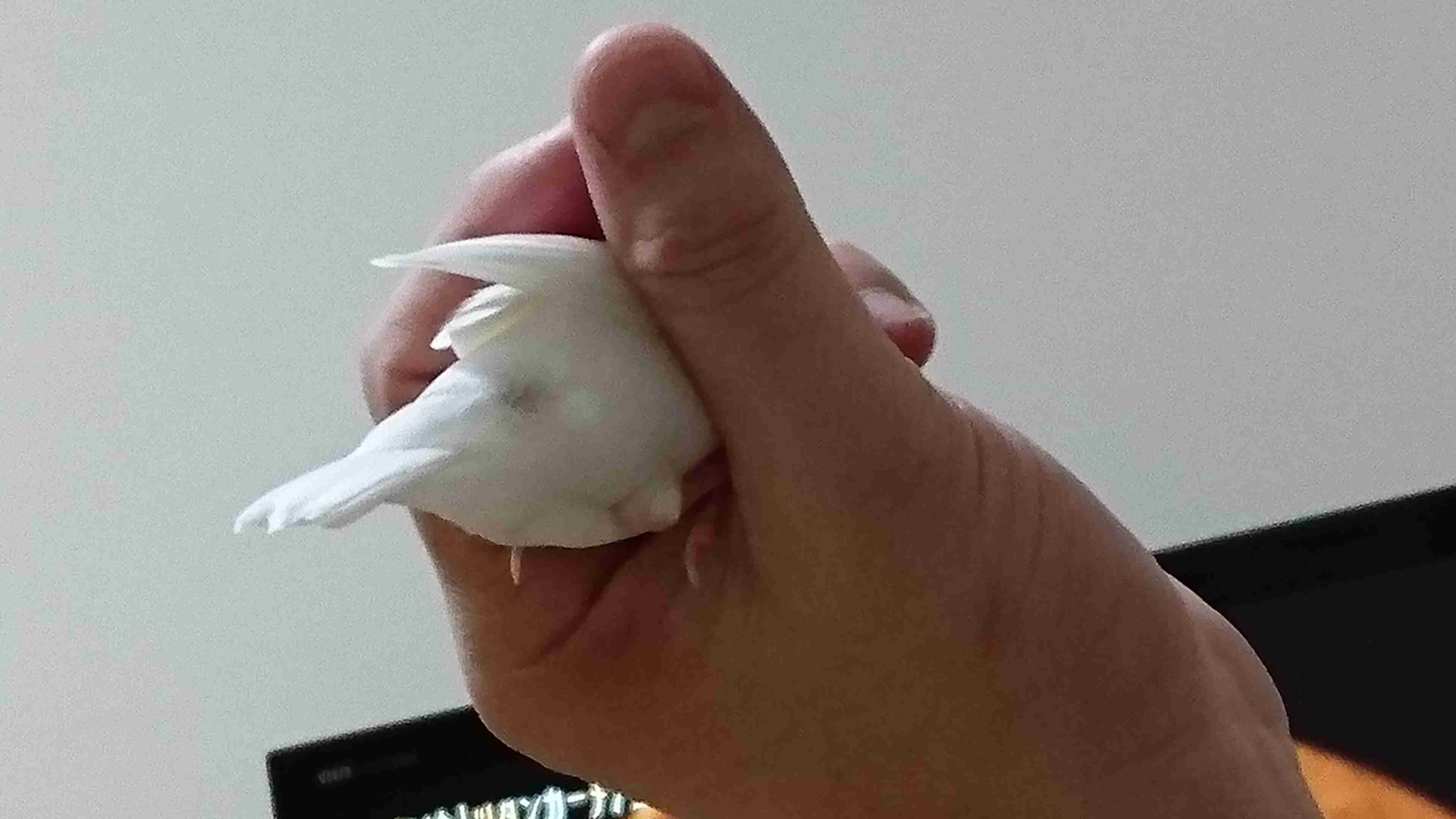 鳥の画像を貼っていくトピ