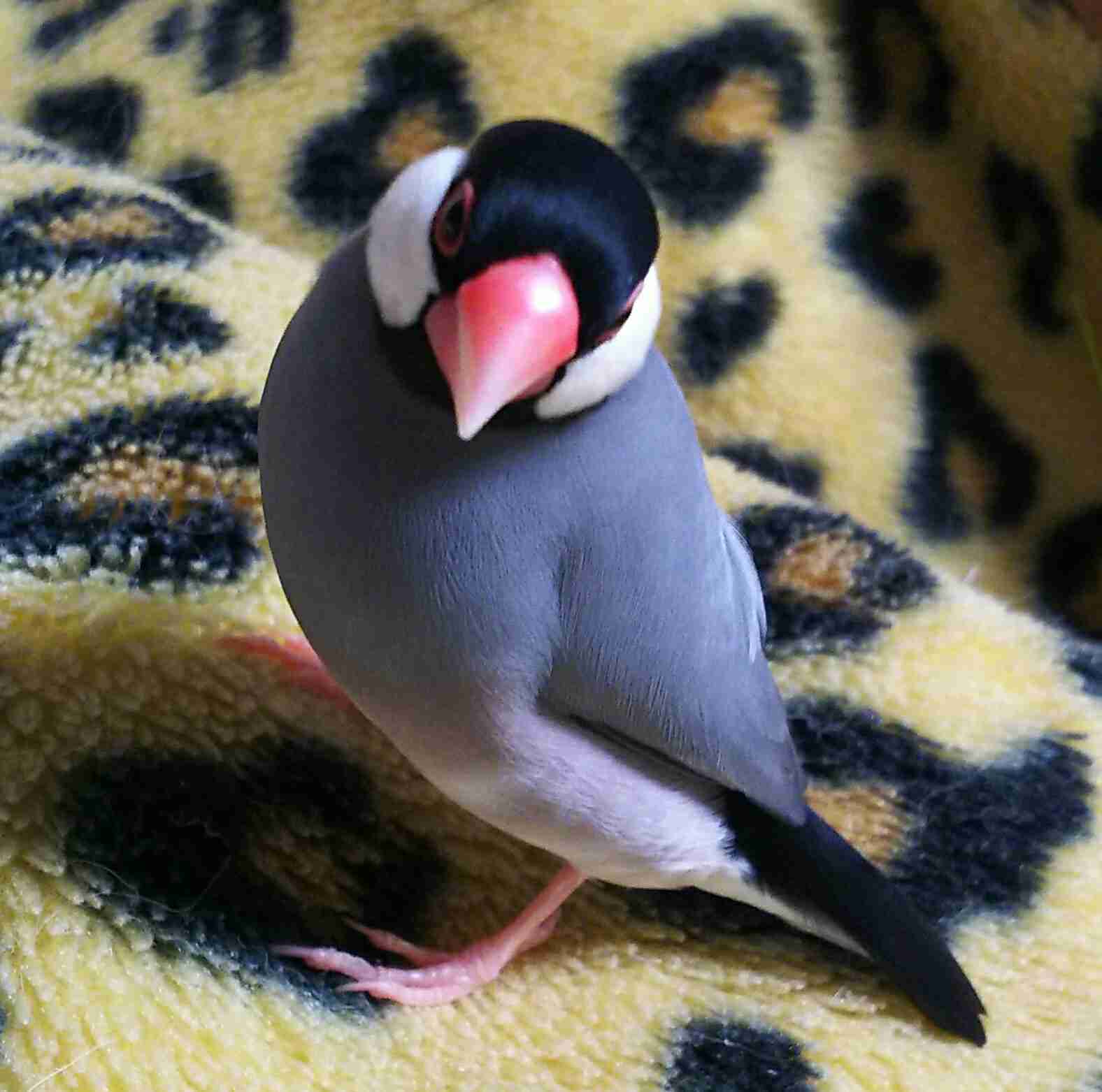 鳥の画像を貼っていくトピ