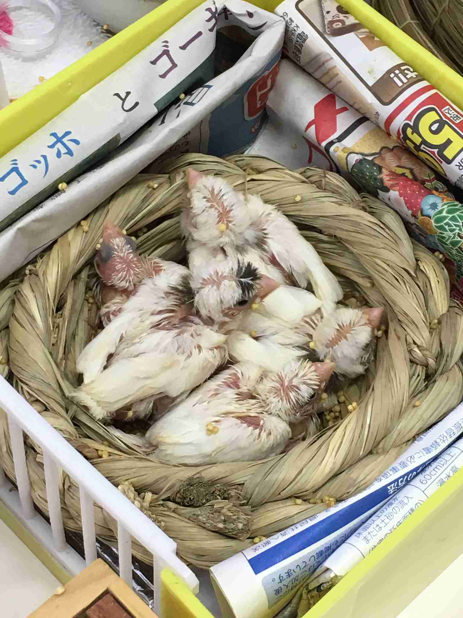 鳥の画像を貼っていくトピ