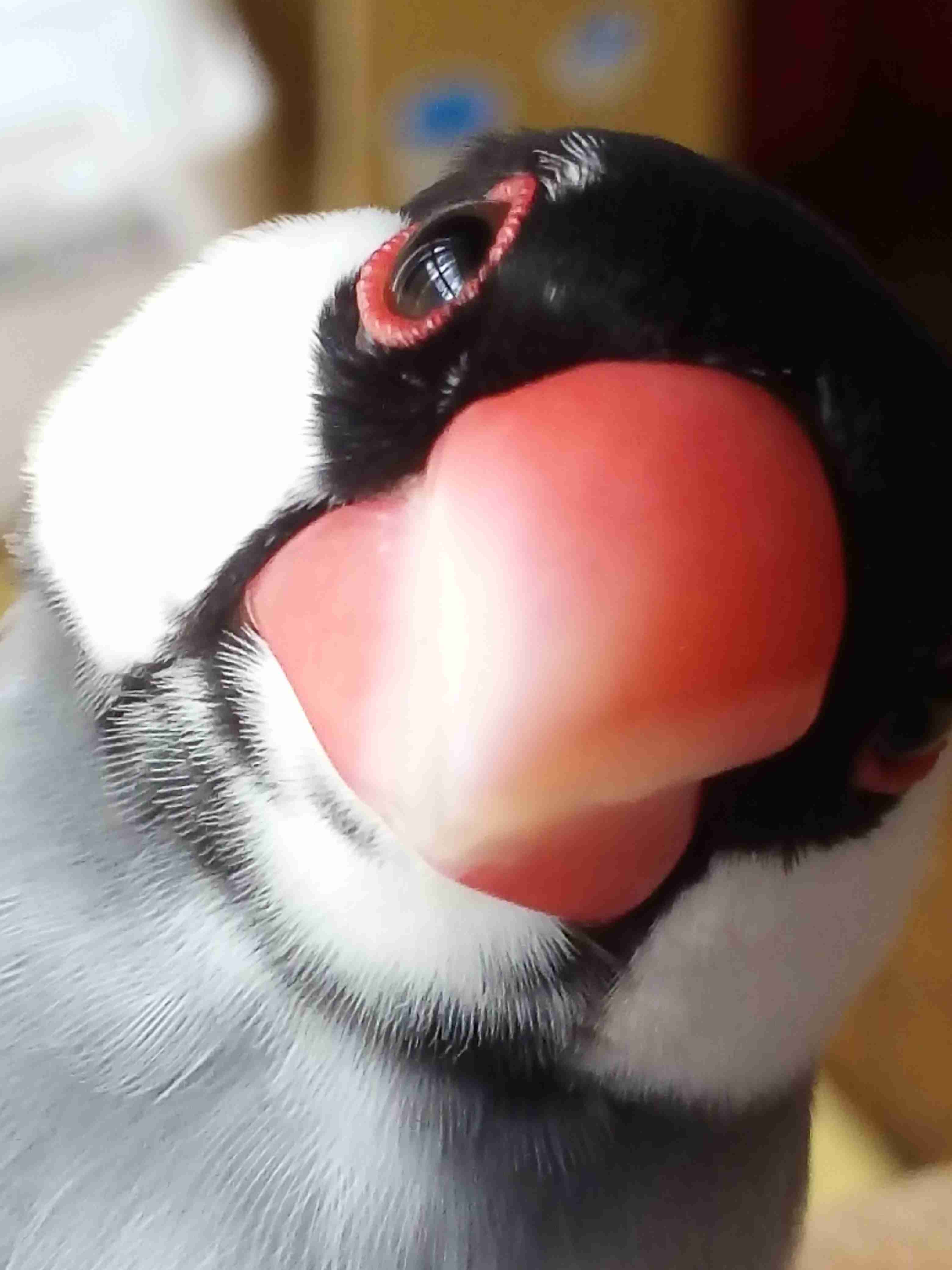 鳥の画像を貼っていくトピ