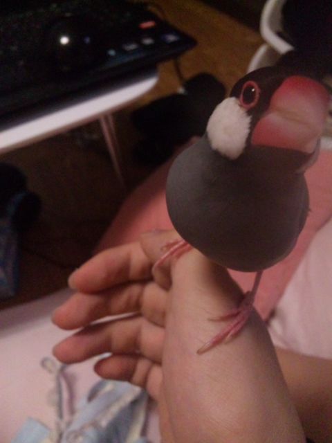 鳥の画像を貼っていくトピ