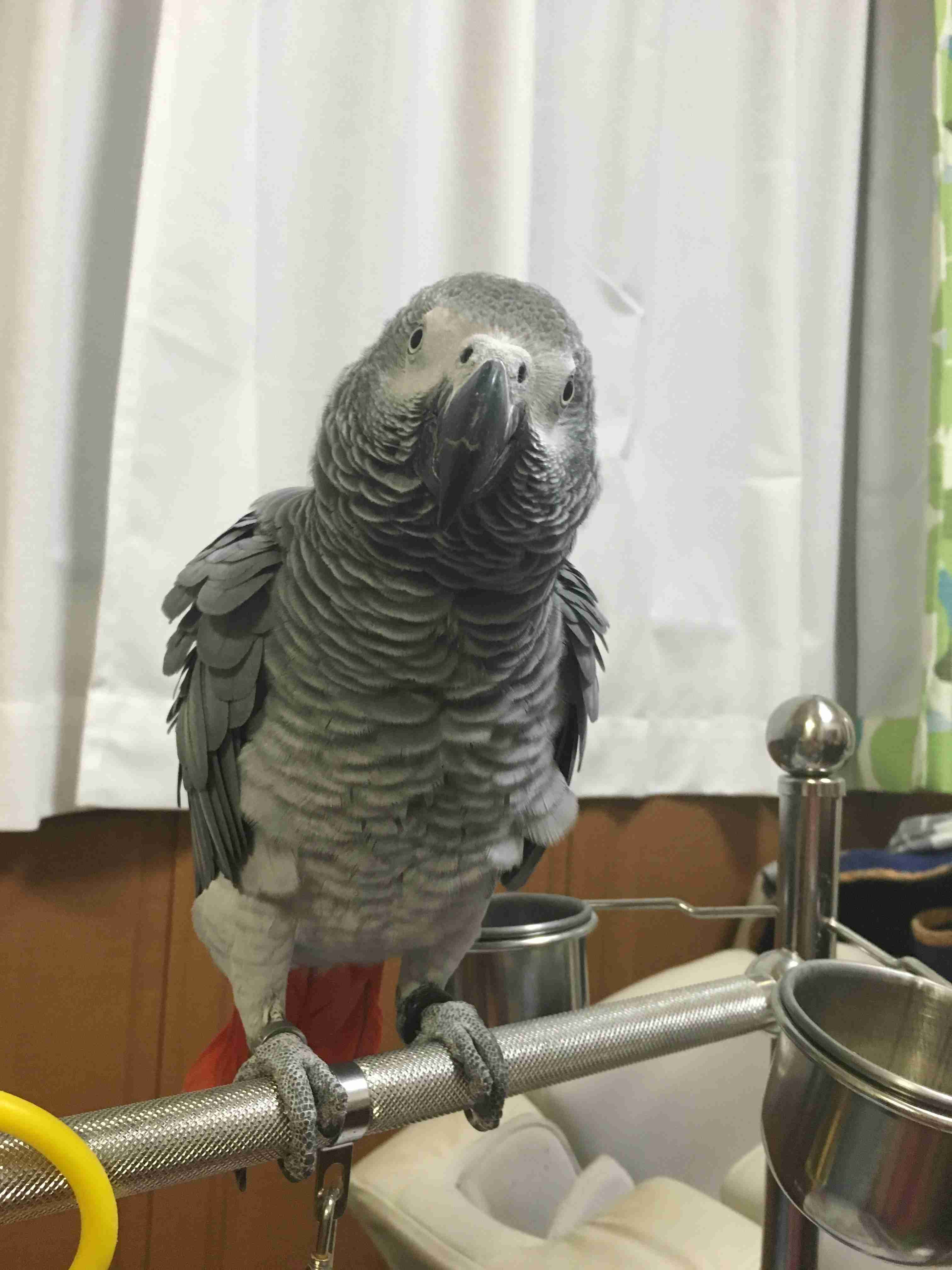 鳥の画像を貼っていくトピ