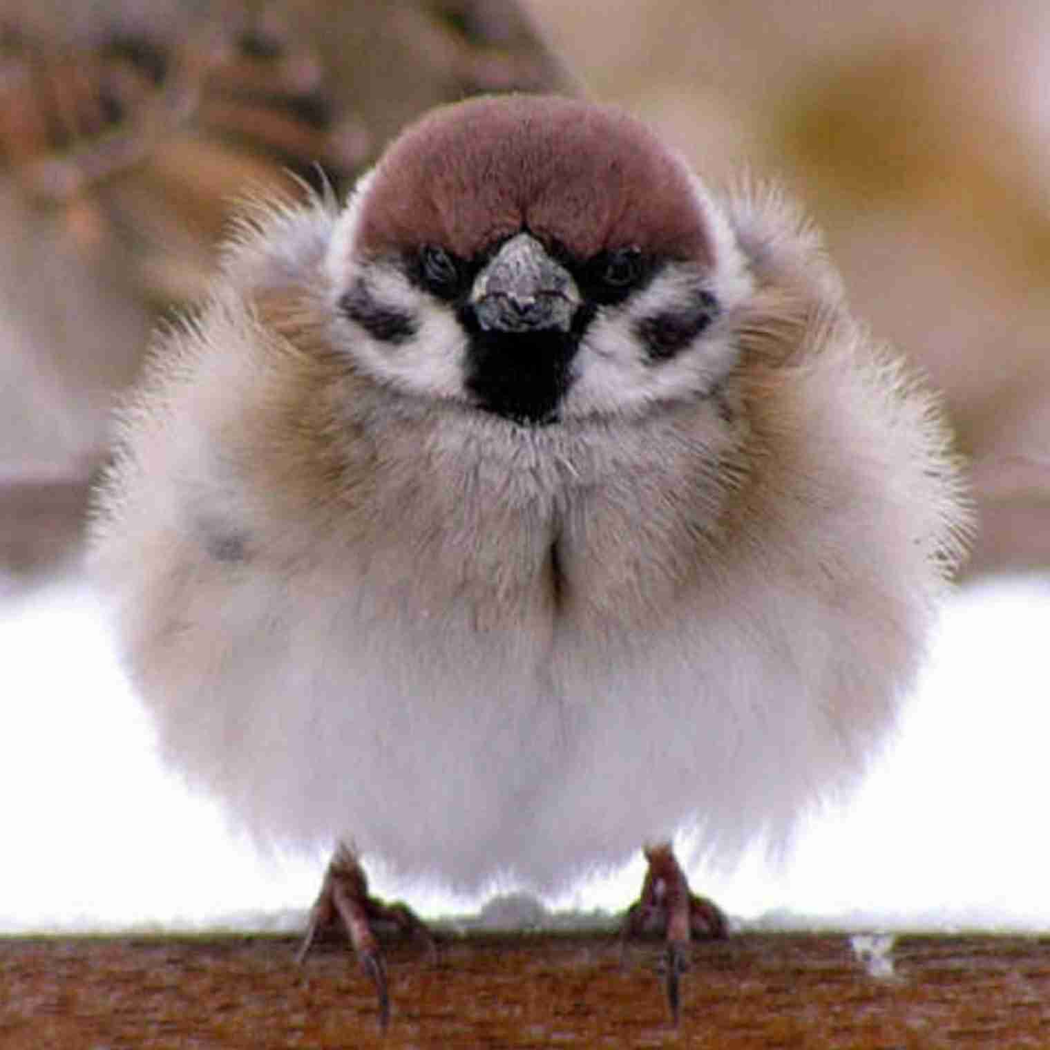 鳥の画像を貼っていくトピ
