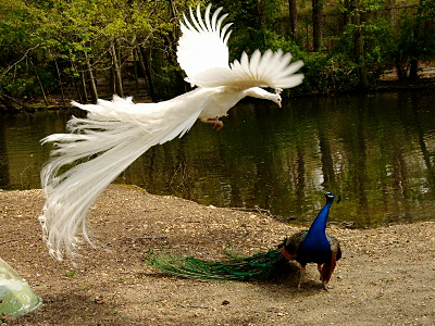 鳥の画像を貼っていくトピ