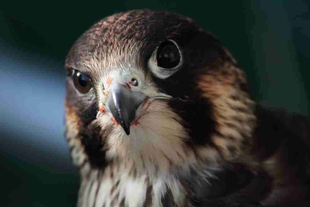 鳥の画像を貼っていくトピ