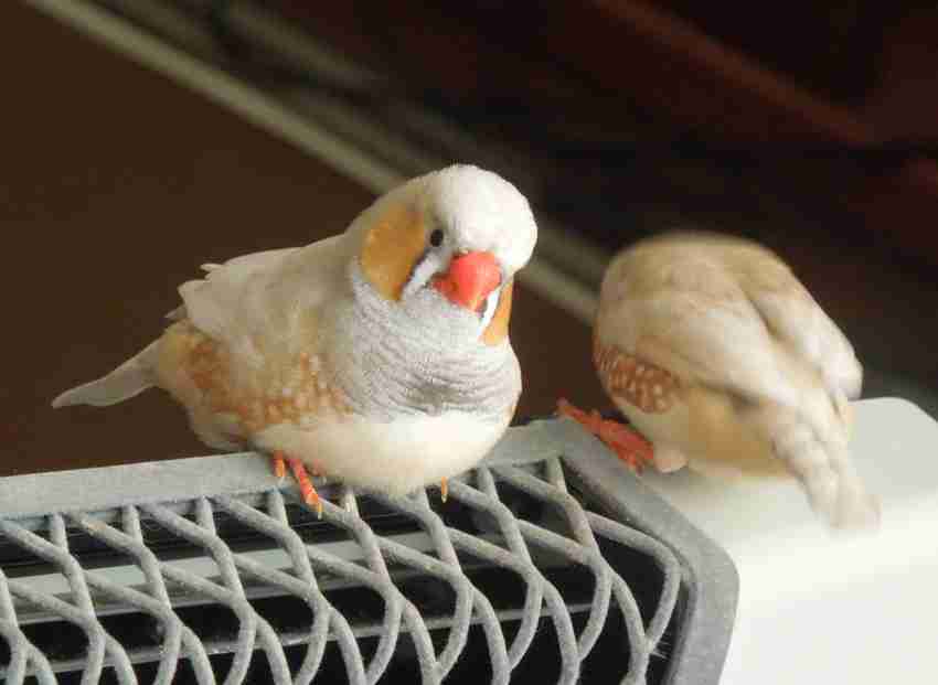 鳥の画像を貼っていくトピ