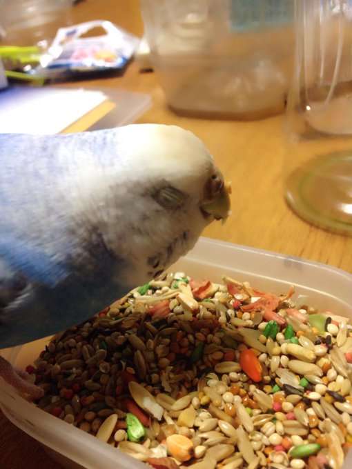 鳥の画像を貼っていくトピ