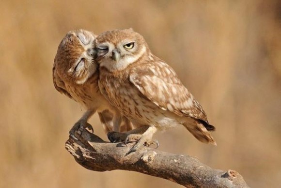 鳥の画像を貼っていくトピ