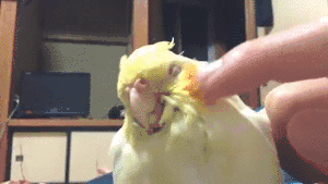 鳥の画像を貼っていくトピ