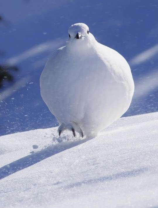 鳥の画像を貼っていくトピ