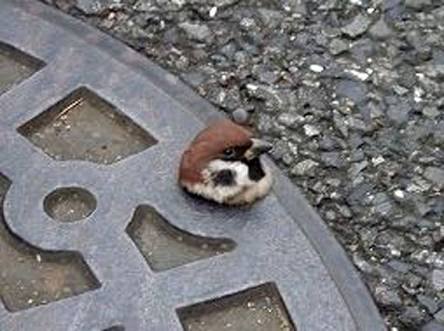 鳥の画像を貼っていくトピ