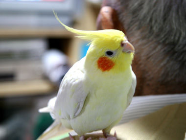 鳥の画像を貼っていくトピ