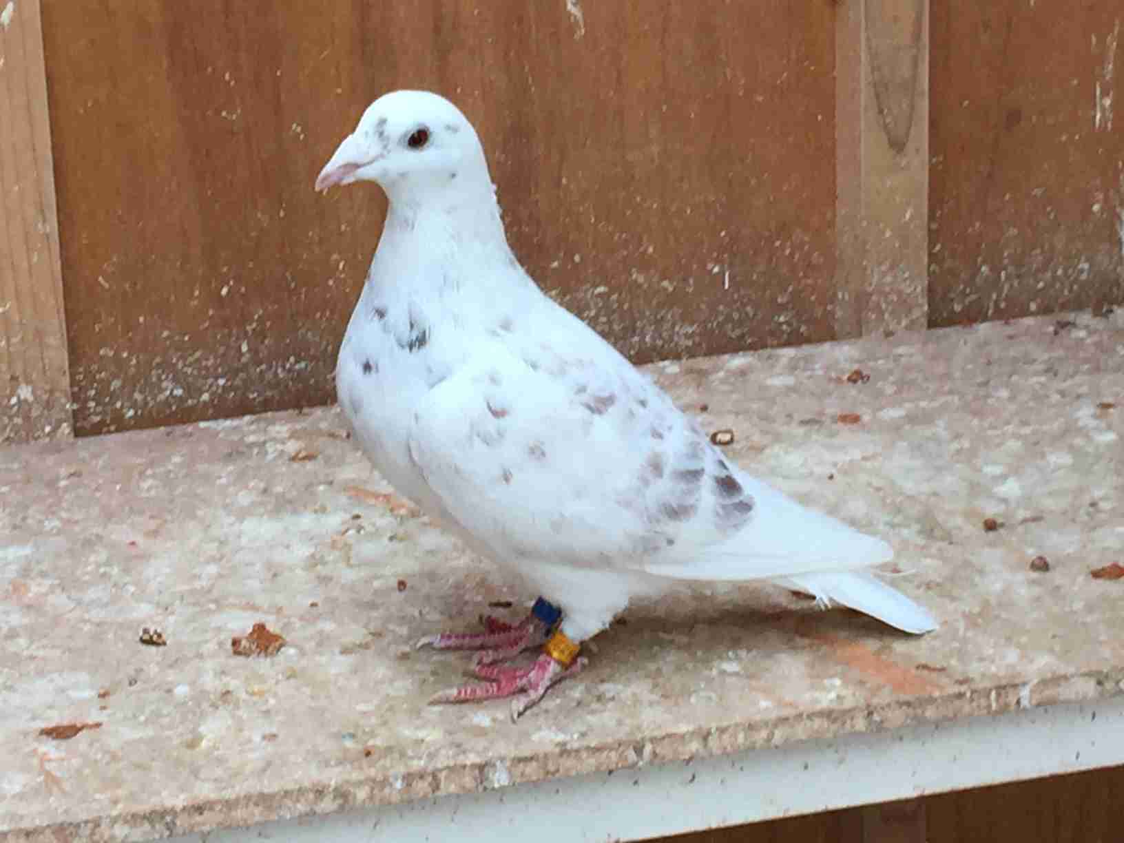 鳥の画像を貼っていくトピ