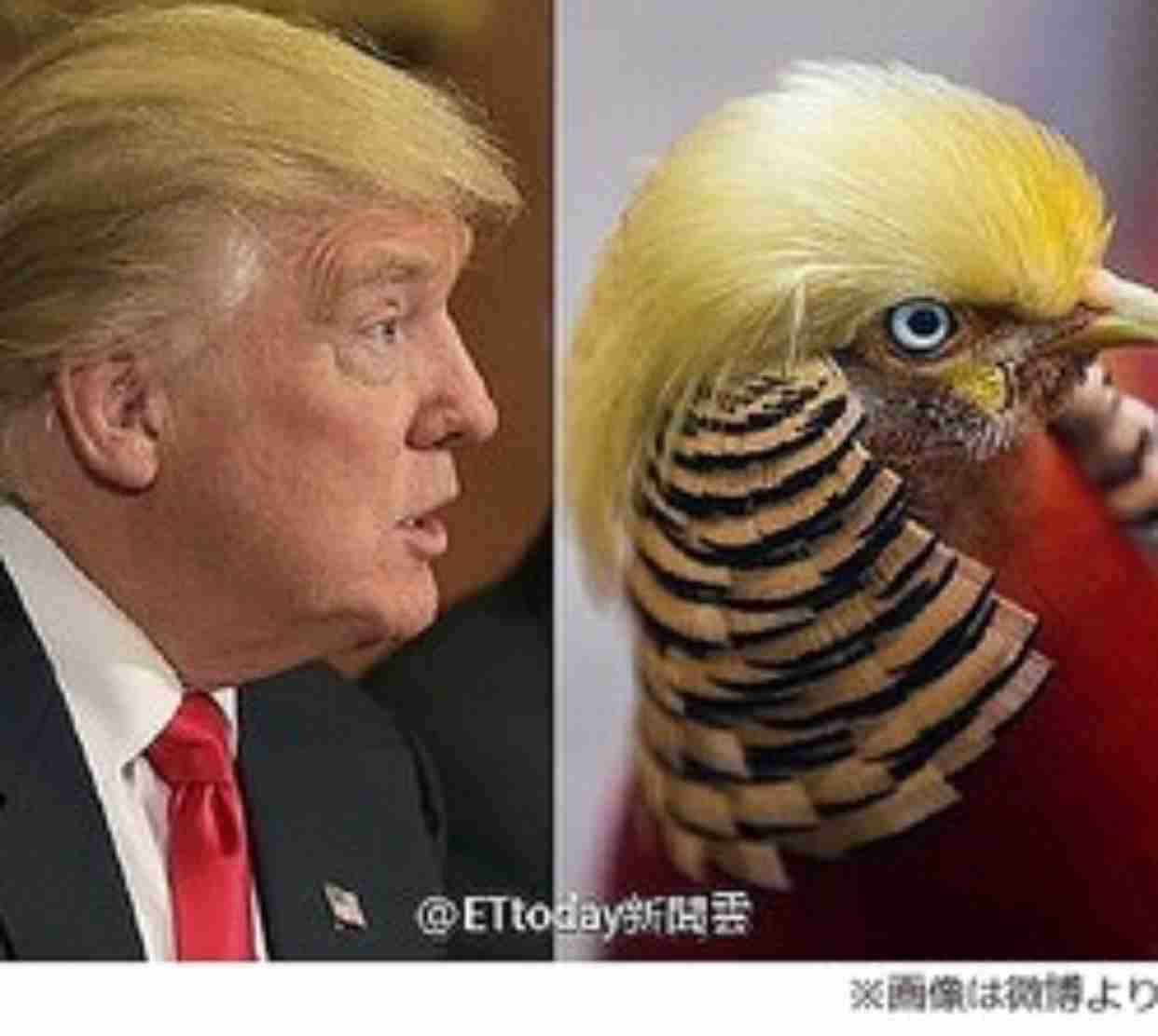 鳥の画像を貼っていくトピ