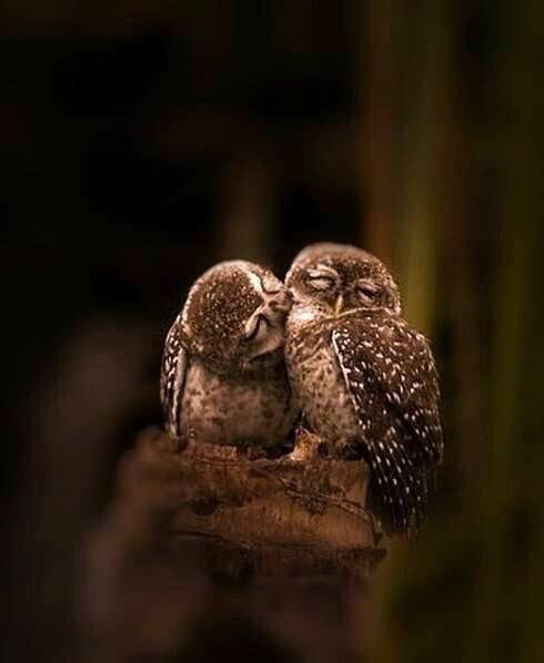 鳥の画像を貼っていくトピ