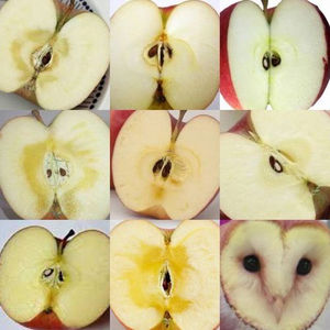 鳥の画像を貼っていくトピ