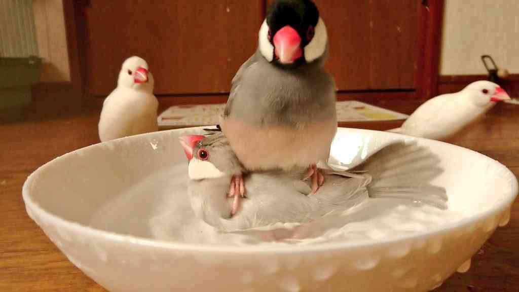 鳥の画像を貼っていくトピ