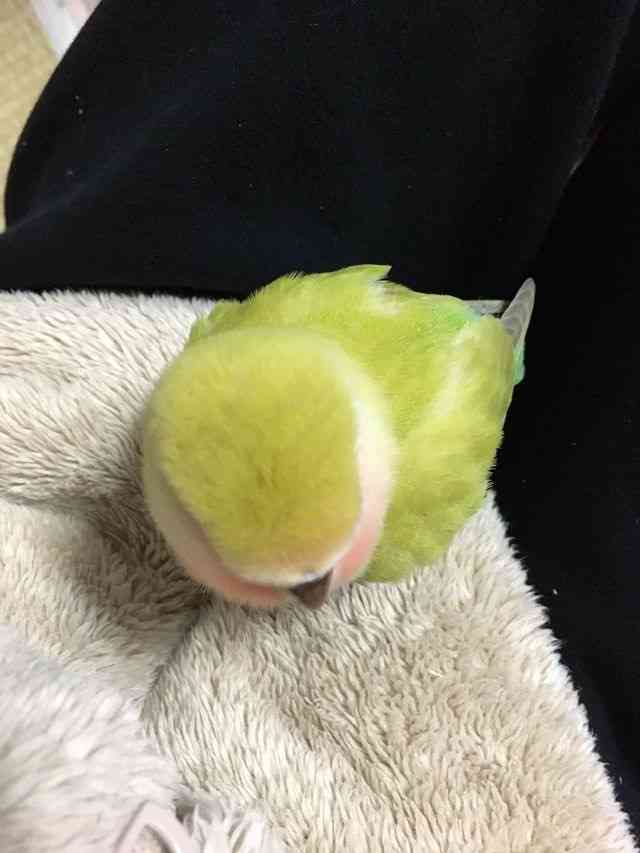 鳥の画像を貼っていくトピ