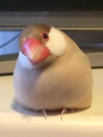 鳥の画像を貼っていくトピ