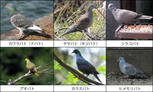 鳥の画像を貼っていくトピ