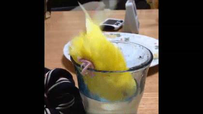 鳥の画像を貼っていくトピ