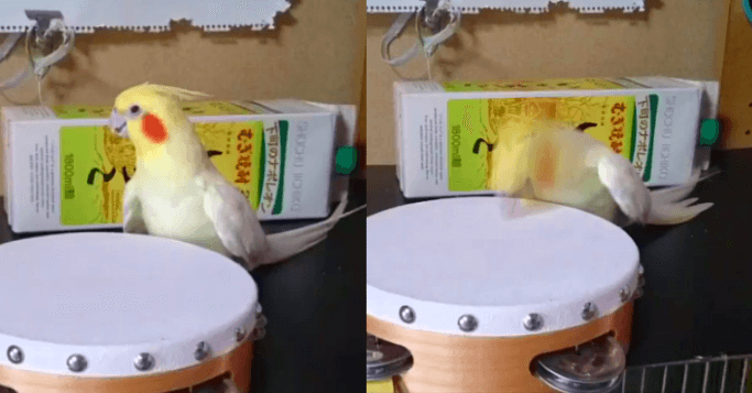 鳥の画像を貼っていくトピ