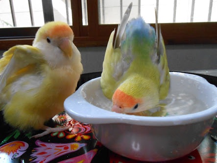 鳥の画像を貼っていくトピ