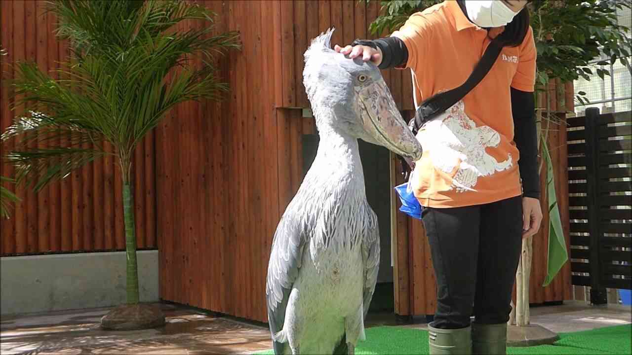 鳥の画像を貼っていくトピ