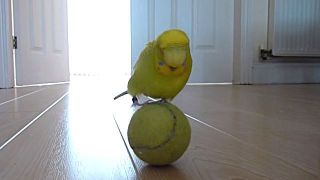 鳥の画像を貼っていくトピ