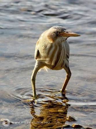 鳥の画像を貼っていくトピ
