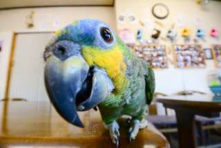 カメラ目線の動物の画像
