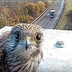 カメラ目線の動物の画像