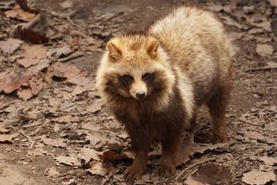 カメラ目線の動物の画像