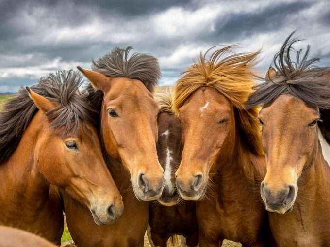 カメラ目線の動物の画像
