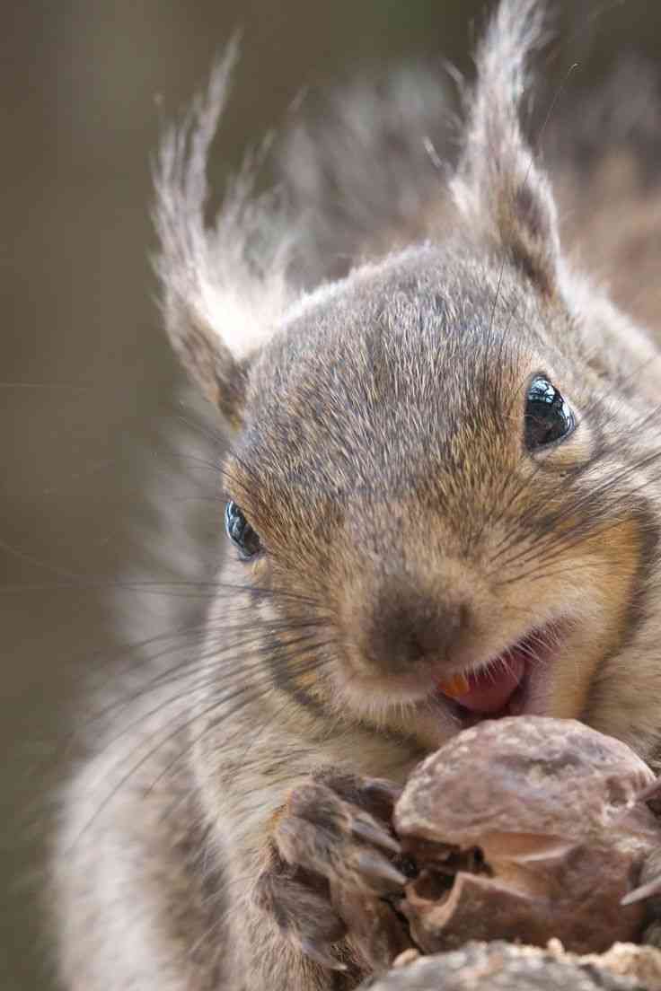 カメラ目線の動物の画像
