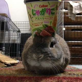 カメラ目線の動物の画像