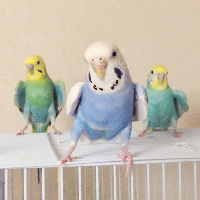 カメラ目線の動物の画像