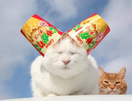 カメラ目線の動物の画像