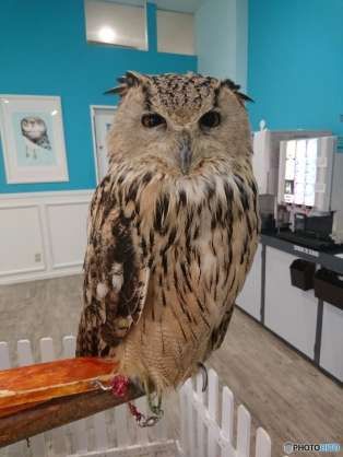 カメラ目線の動物の画像