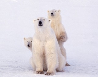 カメラ目線の動物の画像