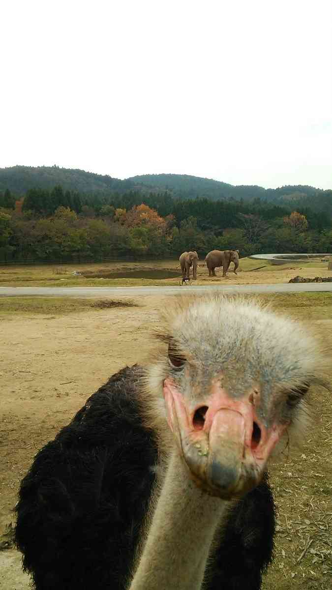 カメラ目線の動物の画像