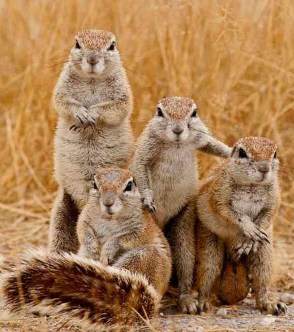 カメラ目線の動物の画像