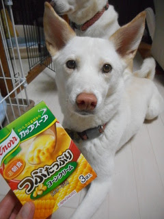 カメラ目線の動物の画像