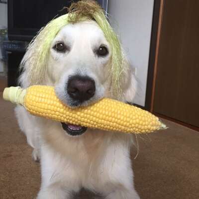カメラ目線の動物の画像